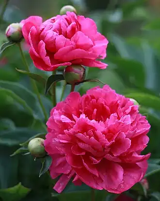 Paeonia 'Da Fu Gui'Россия. Владимирская область