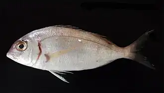 Атлантический пагель (Pagellus erythrinus)