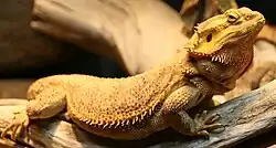 Pogona vitticeps