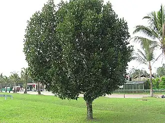 Калофиллум бразильский (Calophyllum brasiliense)
