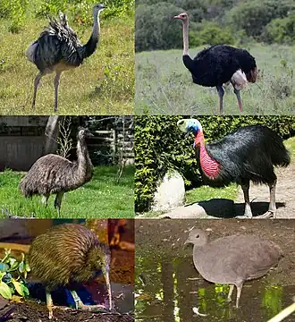 Биоразнообразие бескилевых.
1-й ряд: обыкновенный нанду (нанду), африканский страус (страусовые);
2-й ряд: эму, шлемоносный казуар (казуаровые);
3-й ряд: северный бурый киви (киви),серый скрытохвост (тинаму).