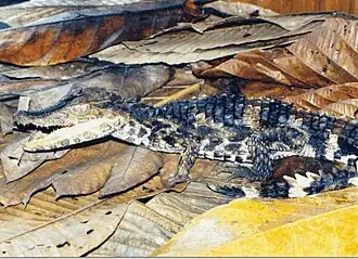 Фото молодого гладколобого каймана Шнайдера (Перу)