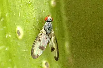 Pallopteridae, 60 видов