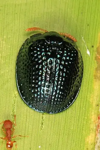 Щитоноска Hemisphaerota cyanea