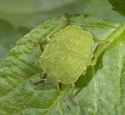 Нимфа на финальной стадии развития