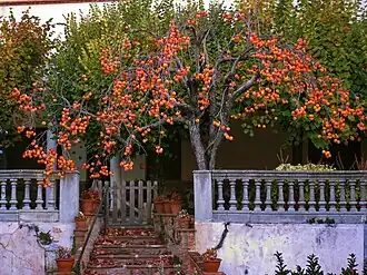 Хурма восточная