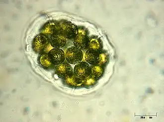 Колония пандорины