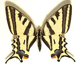 Список насекомых, занесённых в Красную книгу Казахстана11 ноября 2014