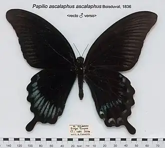 Papilio ascalaphus ascalaphus, самец