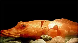 Parachaenichthys charcoti