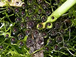 Икра Paradoxophyla palmata