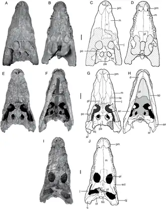 Черепа P. gradilifrons и P. major из формации Баян-Ширех[англ.]