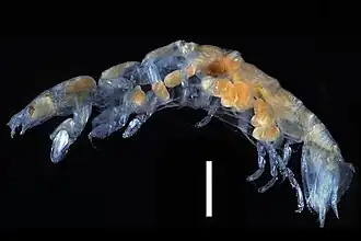 Paranthura urochroma