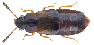 Жук Paraphloeostiba gayndahensis