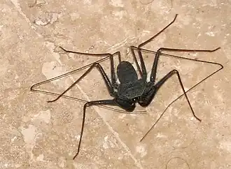 Paraphrynus mexicanus