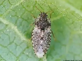 Parapiesma quadratum