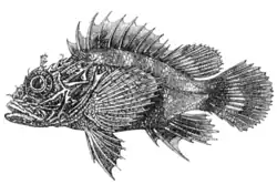 Parascorpaena aurita