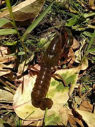 Рак Parastacus pugnax, Чили