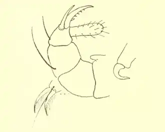 Paratarsotomus macropalpis