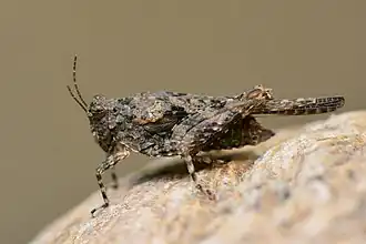 Paratettix meridionalis