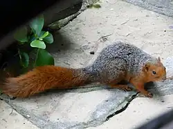 Рыжая белка