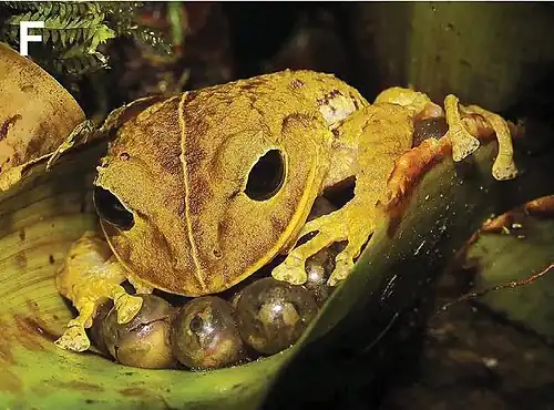 Самка защищает свои яйца