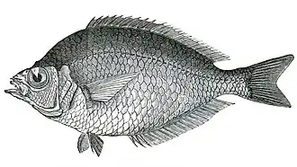 Мельбурнская парекула (Parequula melbournensis)