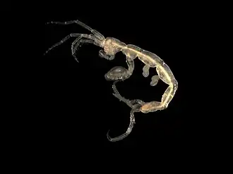 Pariambus typicus (Caprellidae, Corophiida)