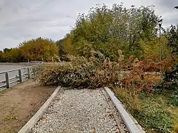 Повалившаяся ель