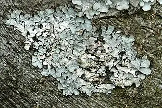 Пармелия бороздчатая (Parmelia sulcata)