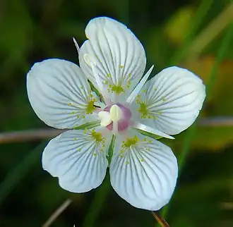 Parnassia palustris — Белозор болотный
