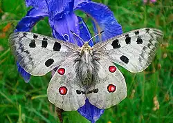 Аполлон (Parnassius apollo)