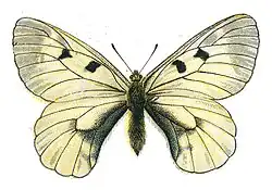 Бабочка мнемозина