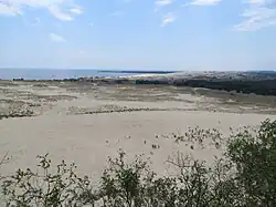 Растительность песчаных равнин