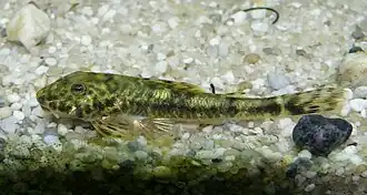 Parotocinclus jumbo