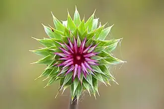 Чертополох поникающий