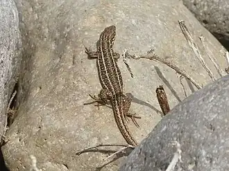 Малоазиатская ящерица