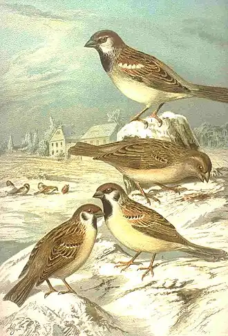 Самки и самцы полевого (Passer montanus) и домового (Passer domesticus) воробьёв