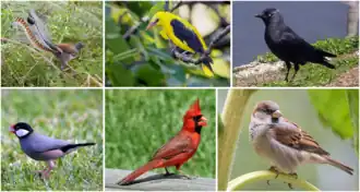 Верхний ряд (Corvida): большая птица-лира, обыкновенная иволга, галка;
Нижний ряд (Passerida): рисовка, красный кардинал, домовый воробей.