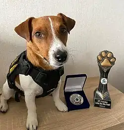 Патрон с наградой Ирландского кинологического клуба «Золотая лапа» 23 июня 2022