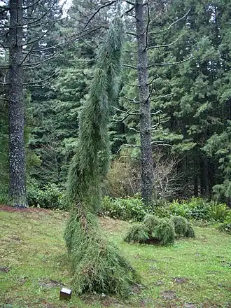 Секвойядендрон в дендрарии Хойт
