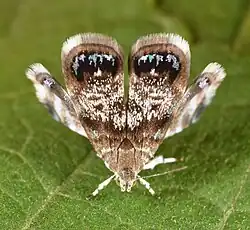 Brenthia pavonacella