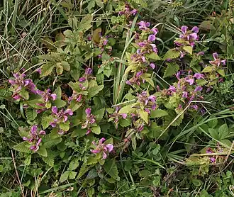 Общий вид группы цветущих растений