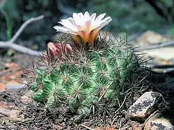 Pediocactus simpsonii