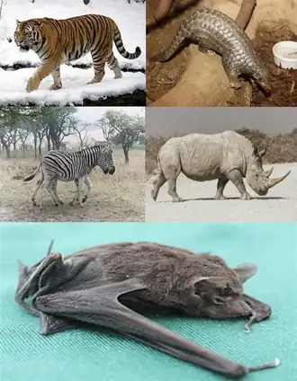 Сверху (Ferae): амурский тигр (хищные), китайский панголин (панголины). По середине (непарнокопытные): бурчелловы зебры, белый носорог. Снизу сейшельский мешкокрыл (рукокрылые).