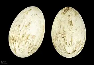 Яйцо в музее