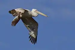 Кудрявый пеликан