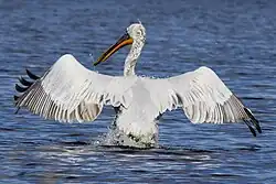 Кудрявый пеликан на озере Курлады