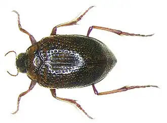 Peltodytes caesus