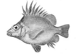 Южная рыба-кабан (Pentaceros decacanthus)